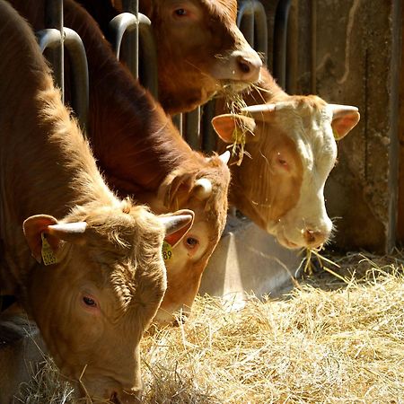 Farm Stay Malovscevo Vitovlje Zewnętrze zdjęcie