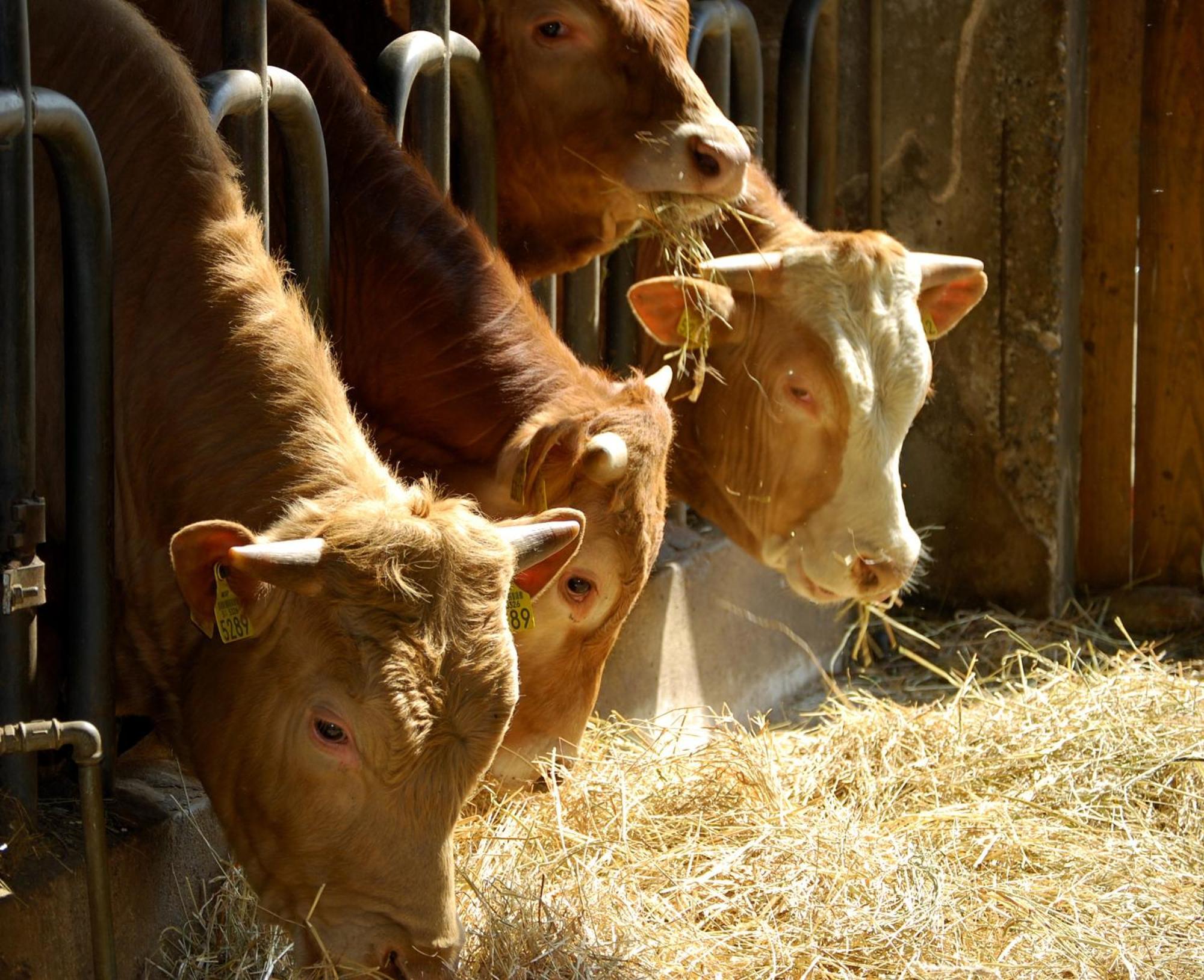 Farm Stay Malovscevo Vitovlje Zewnętrze zdjęcie